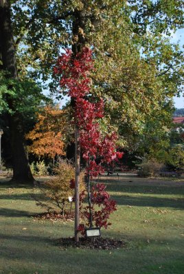 Quercus x bimundorum 'Crimschmidt' - kříženec dubu bílého a letního - podzimní habitus